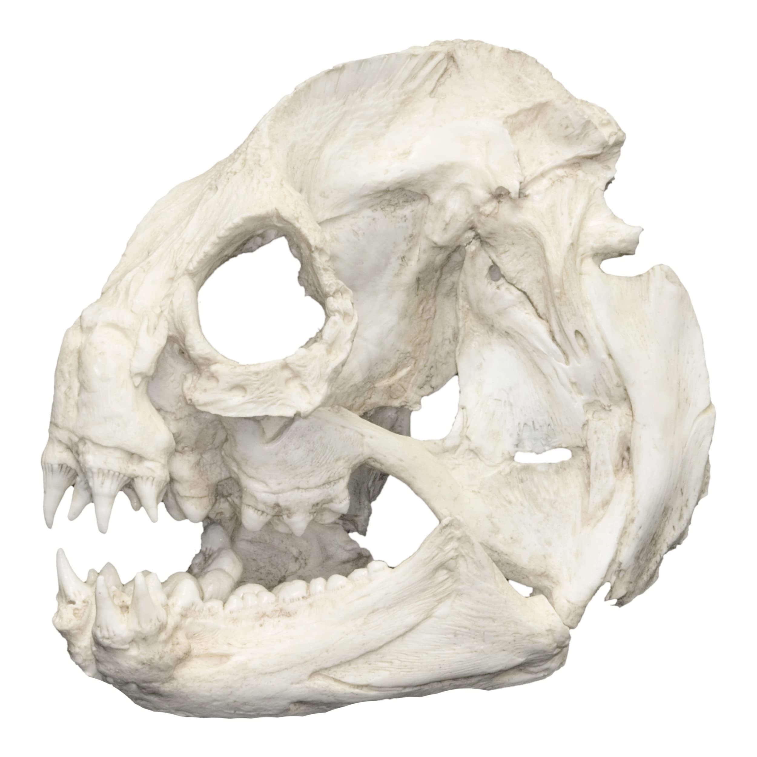 Wolf EEL Skull (Teaching Quality Replica)