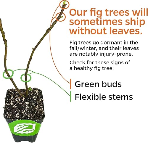 Miniatura 5 de Planta Viva de Higuera Celeste - Higo de MielAzúcar - Ficus carica de Wellspring Gardens - Planta Inicial Ideal para Jardines y Macetas - Excelente