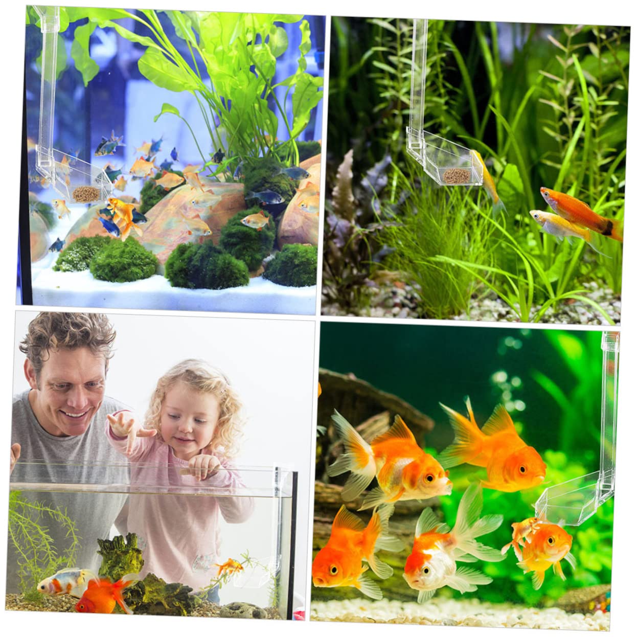 Didiseaon 3piezas Alimentador Automático De Camarones De Acrílico Transparente para Acuarios y Peceras Comedero Práctico y Resistente para Alimentar Camarones Acuarios