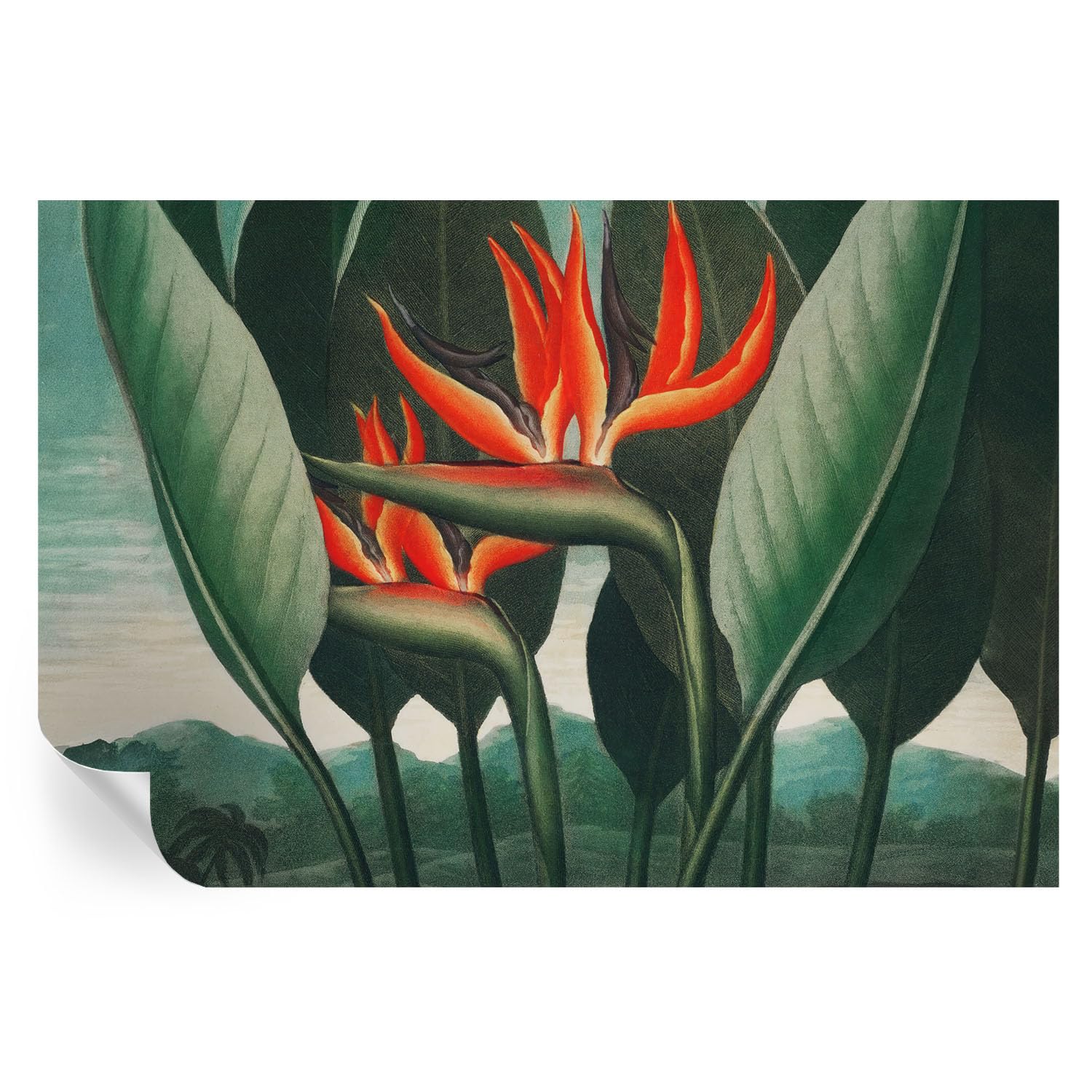 Estampados de flores exóticas en vinilos de 104x70 cm con ilustraciones de gran nitidez