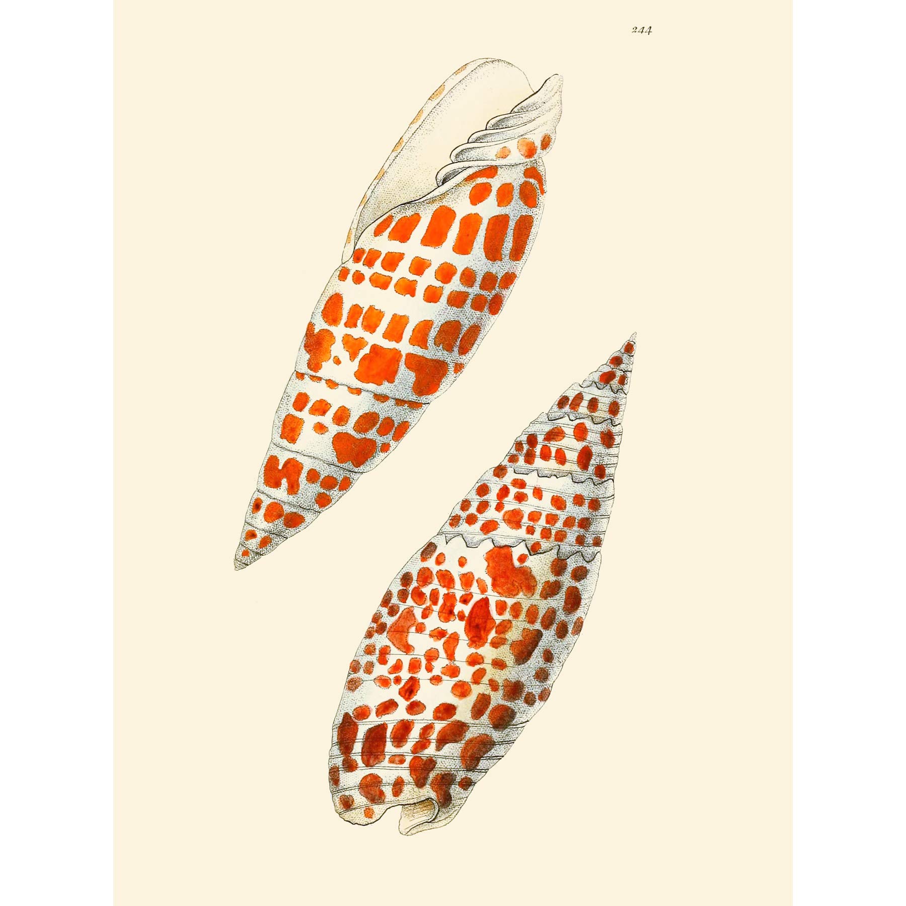 Seashell Orange Spotted Conical Art Print Poster Wall Decor