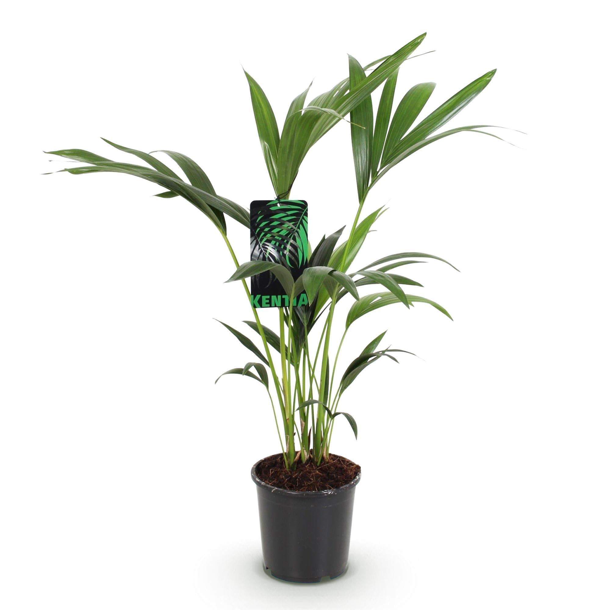 Howea Forsteriana – Palma Kentia – 70 – 75 cm – 17 cm – Palma da interno facile da pulire con eleganti frantumi, pianta verde tropicale e purificante dell'aria per interni moderni