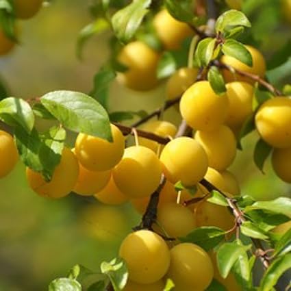 Guruji Plantation Aloo Bukhara/Plum Outdoor Plant For Home and Garden with Pot (Pack of 1) (Yellow)