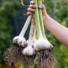 PREMIER SEEDS DIRECT - Elephant Garlic (5, 20-30 Grams)