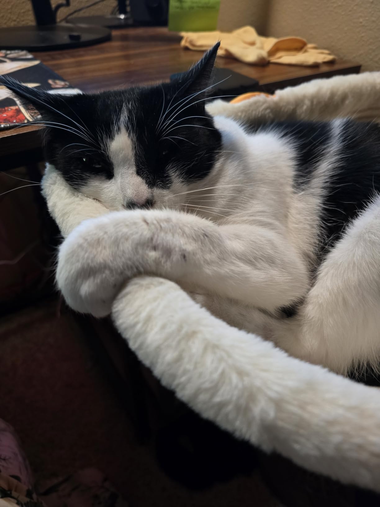 Foto de cliente con hamaca para gato
