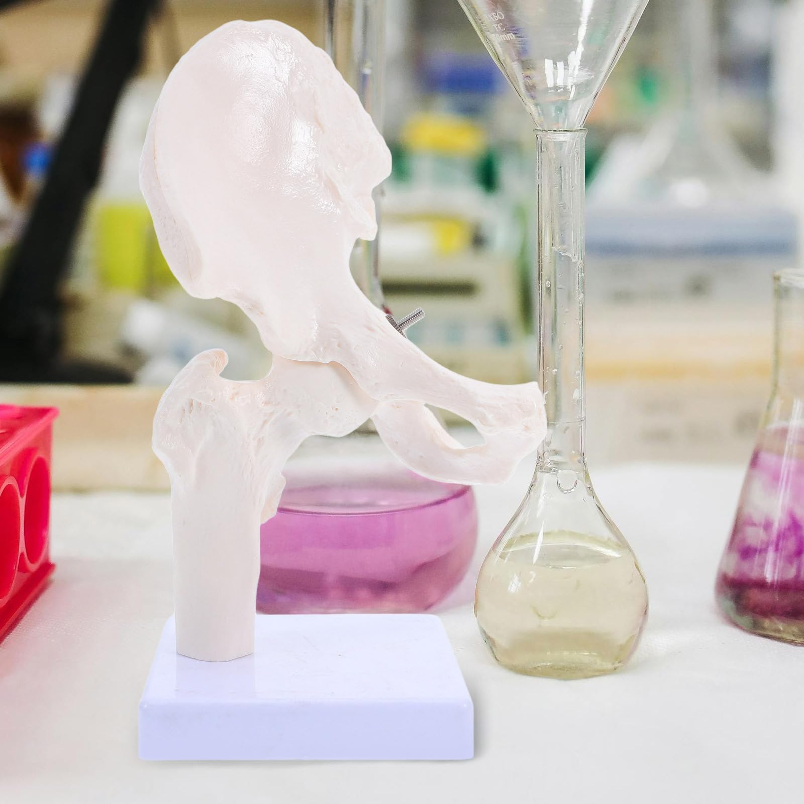 Modelo Anatómico de Esqueleto Humano de Cadera, Modelo de Anatomía para Estudiar, Herramienta Educativa Partes Desmontables para Enseñanza en Escuelas y Laboratorios, Material