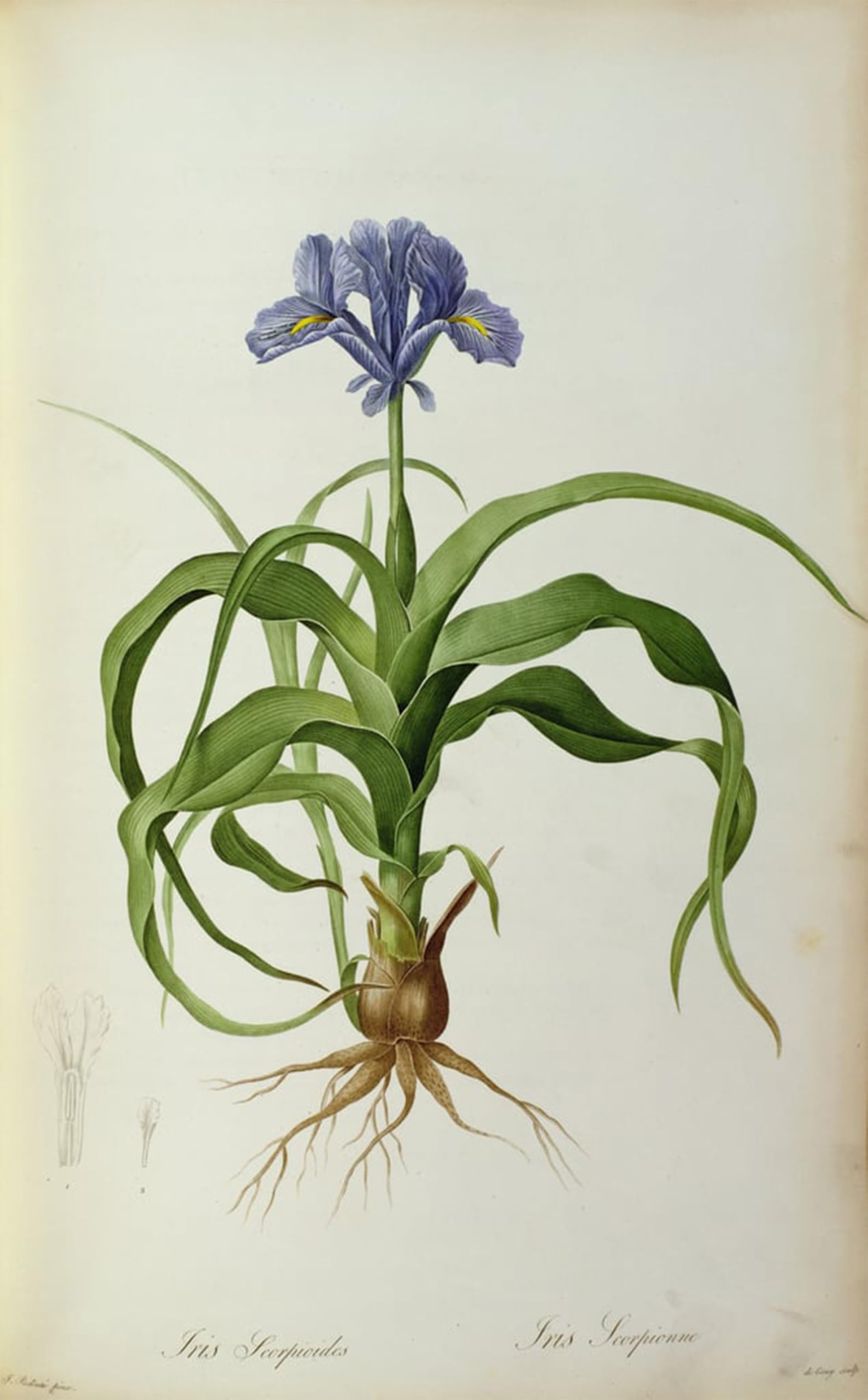 POSTERIIk Vintage Art Print Images Pictures Print Iris Scorpioides by Pierre Redoute Modern Colour Posters for Office Home Decor 60x90cm