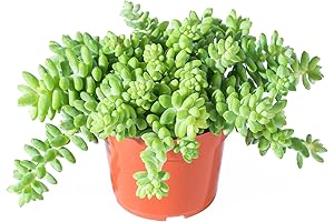 Enliven Your Abode with 4" Donkey Tail Plant: Sedum Morganianum, the Burro's Tail