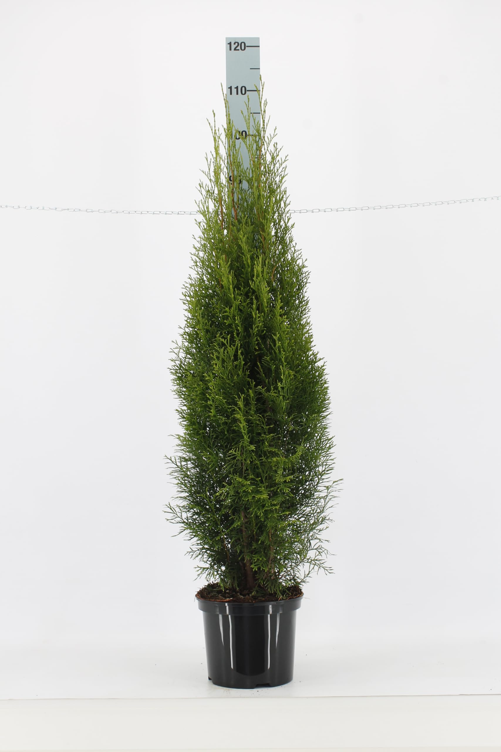 30st. Thuja Smaragd 100-125cm fr 10m Hecke Lebensbaum Heckenpflanzen  "Edelthuja" : Amazon.de: Garten