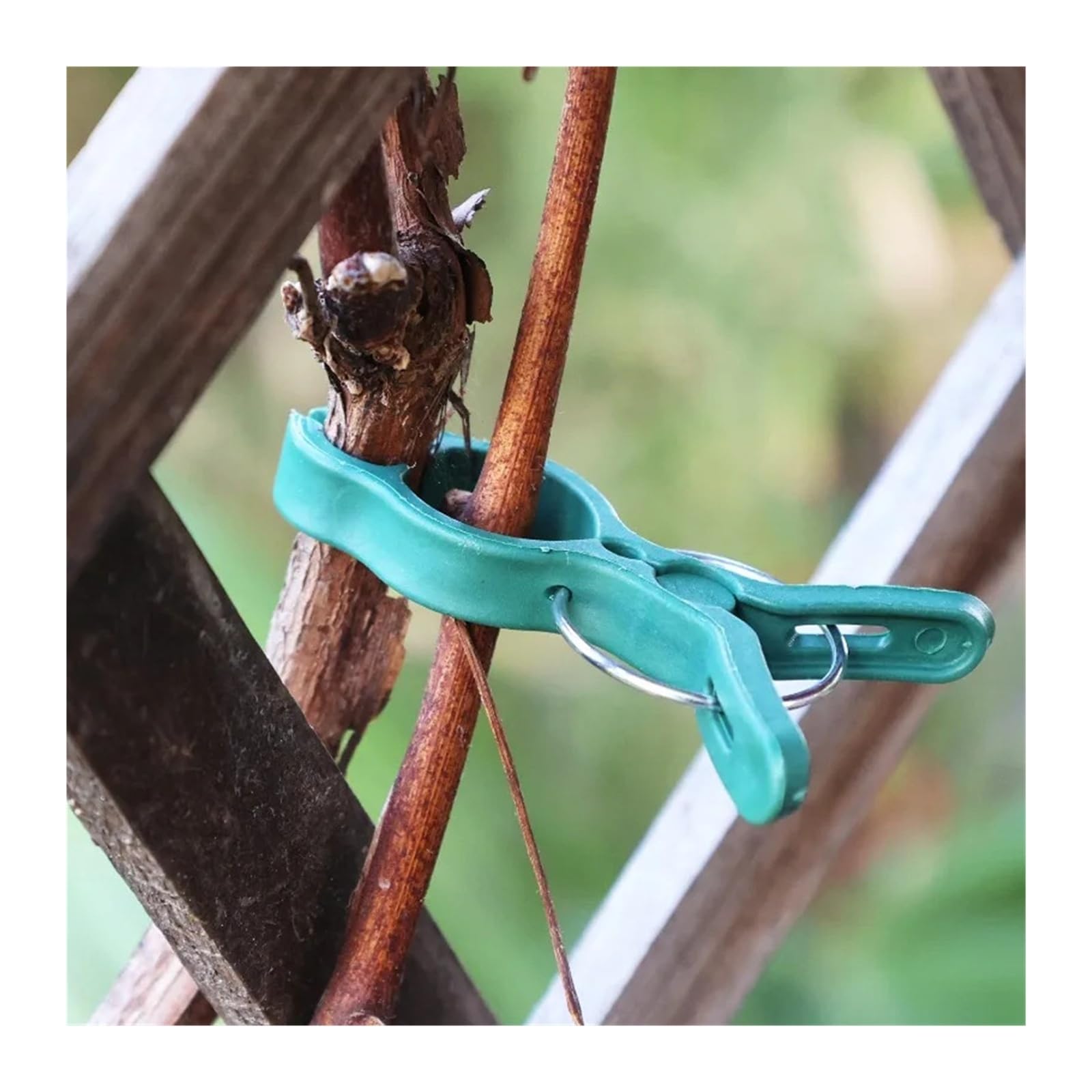 Generico Clip di Supporto for Piante Verdi for rampicanti con Clip fisse