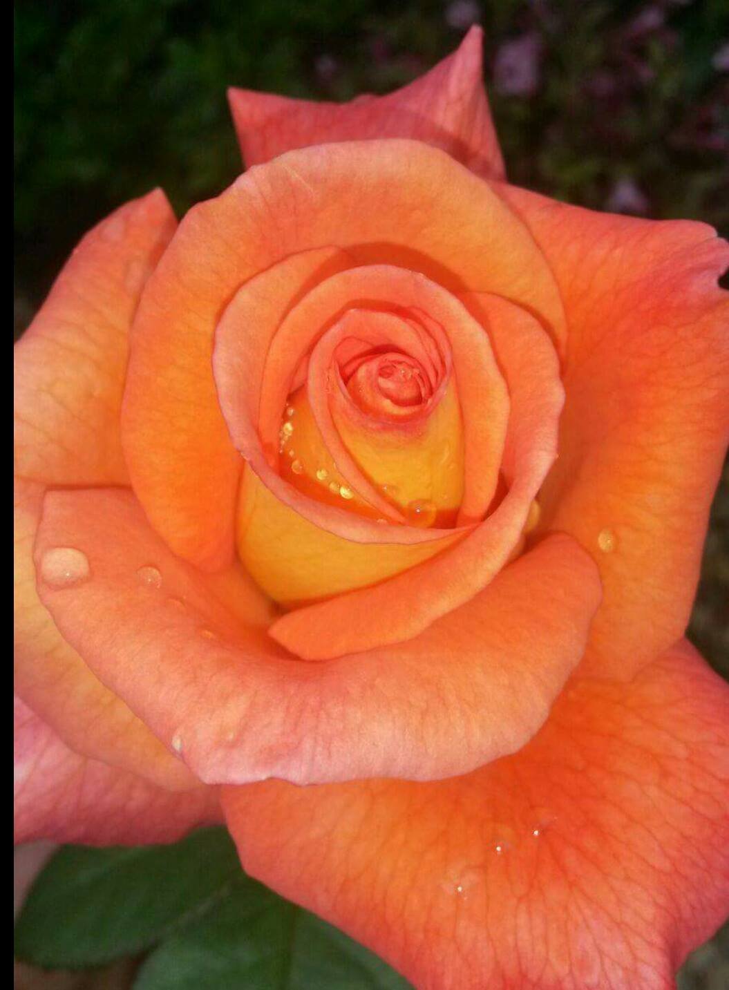 Dawn Chorus Hybrid Tea Rose Bush 3ltr Pot