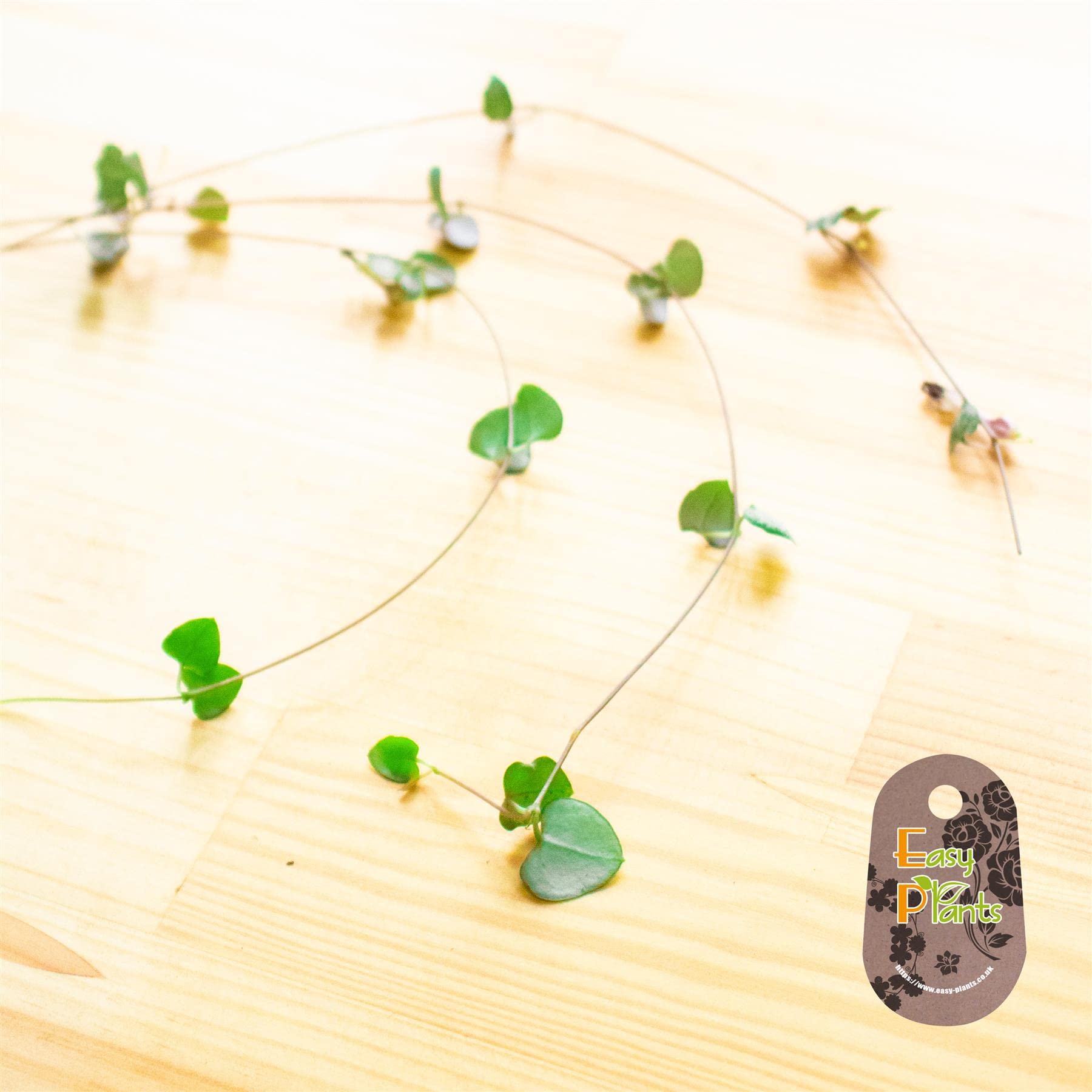 Blue Magic Design 1 Ceropegia woodii Trailing Succulent plant String of Hearts Unrooted 20cm Cuttings