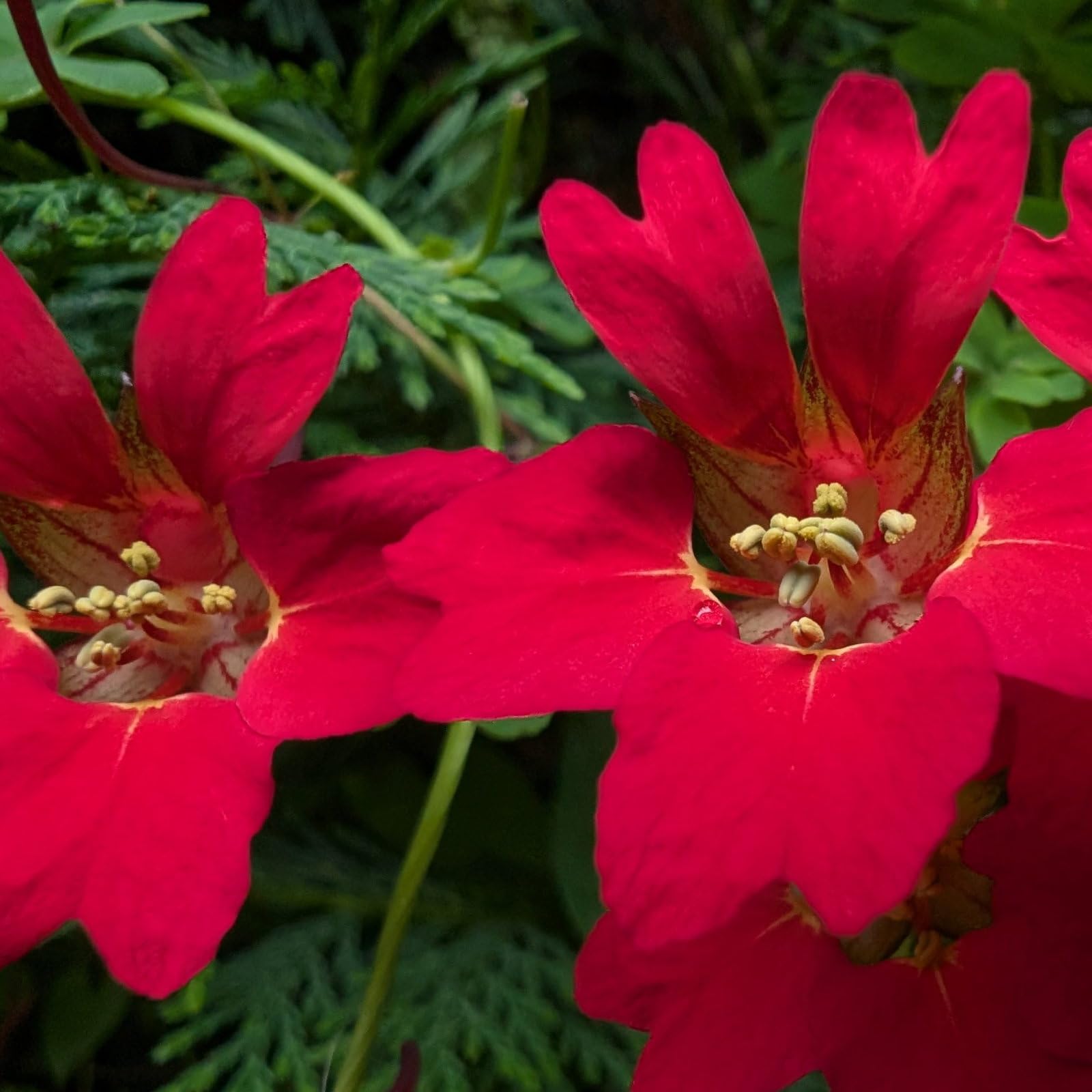 Plant World Seeds - Tropaeolum Speciosum Seeds (Hardy Climber Seeds)