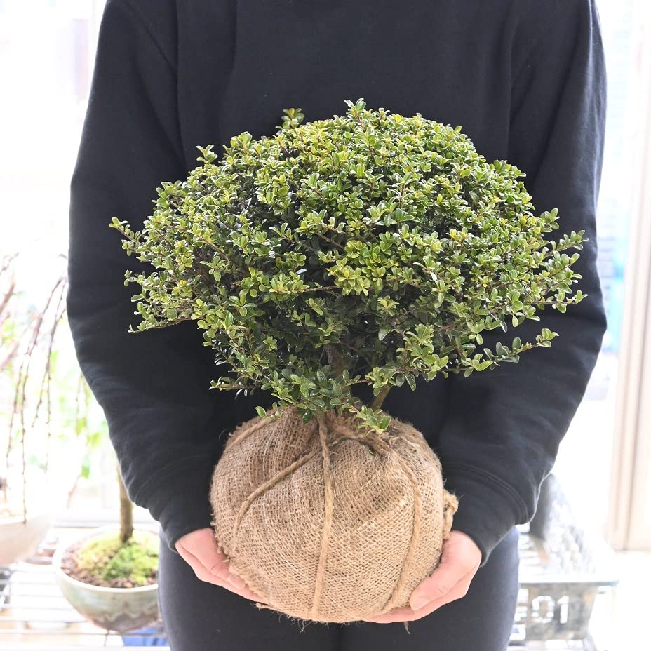 キンメツゲ　仕立て　金芽柘植　スタンド　玄関　玉仕立て　14 キンメツゲ 仕立て 金芽柘植 スタンド 玄関 玉仕立て 14