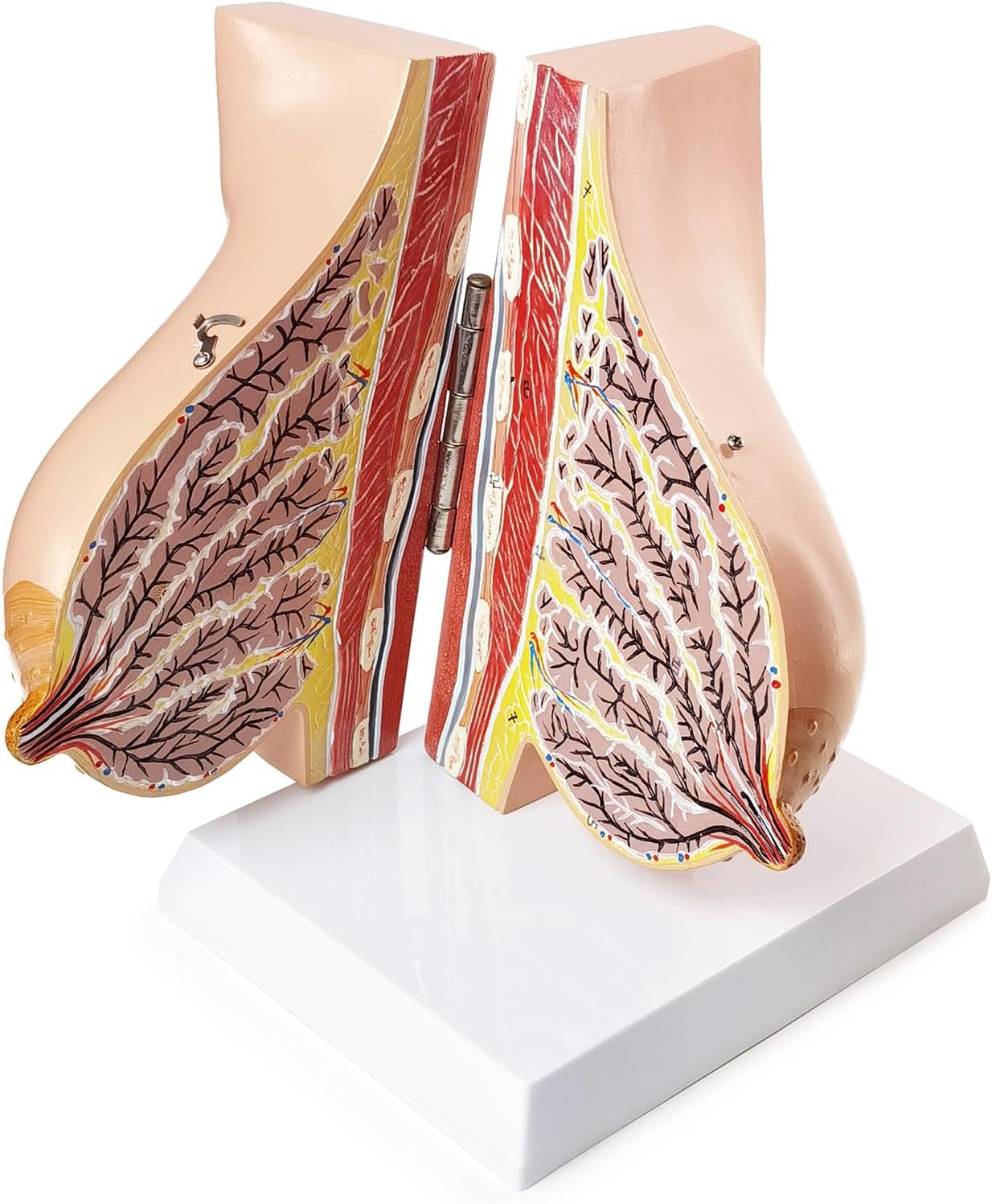 NEW HORIZON Model of The Female Breast Human Breast Anatomy Model Lactation Teaching Nursing Trainning Education Tools for Medical Students and Teachers