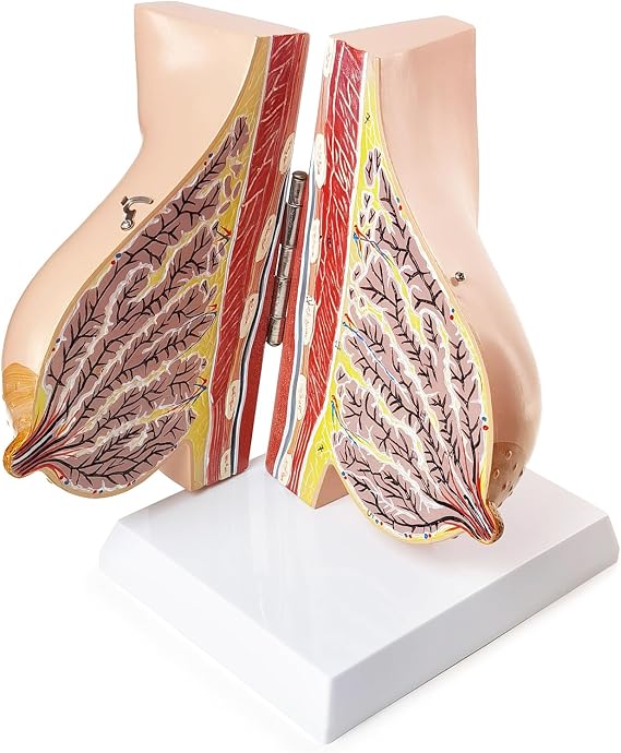NEW HORIZON Female Breast Anatomy Model