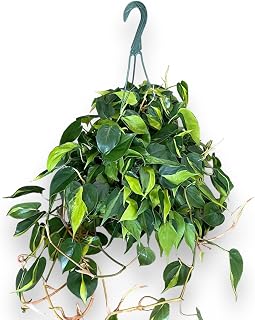 Philodendron Brasil Hanging Basket - Live Plant in an 8 Inch Hanging Basket - Rare and Elegant Indoor Houseplant - Variegated Tropical Masterpiece