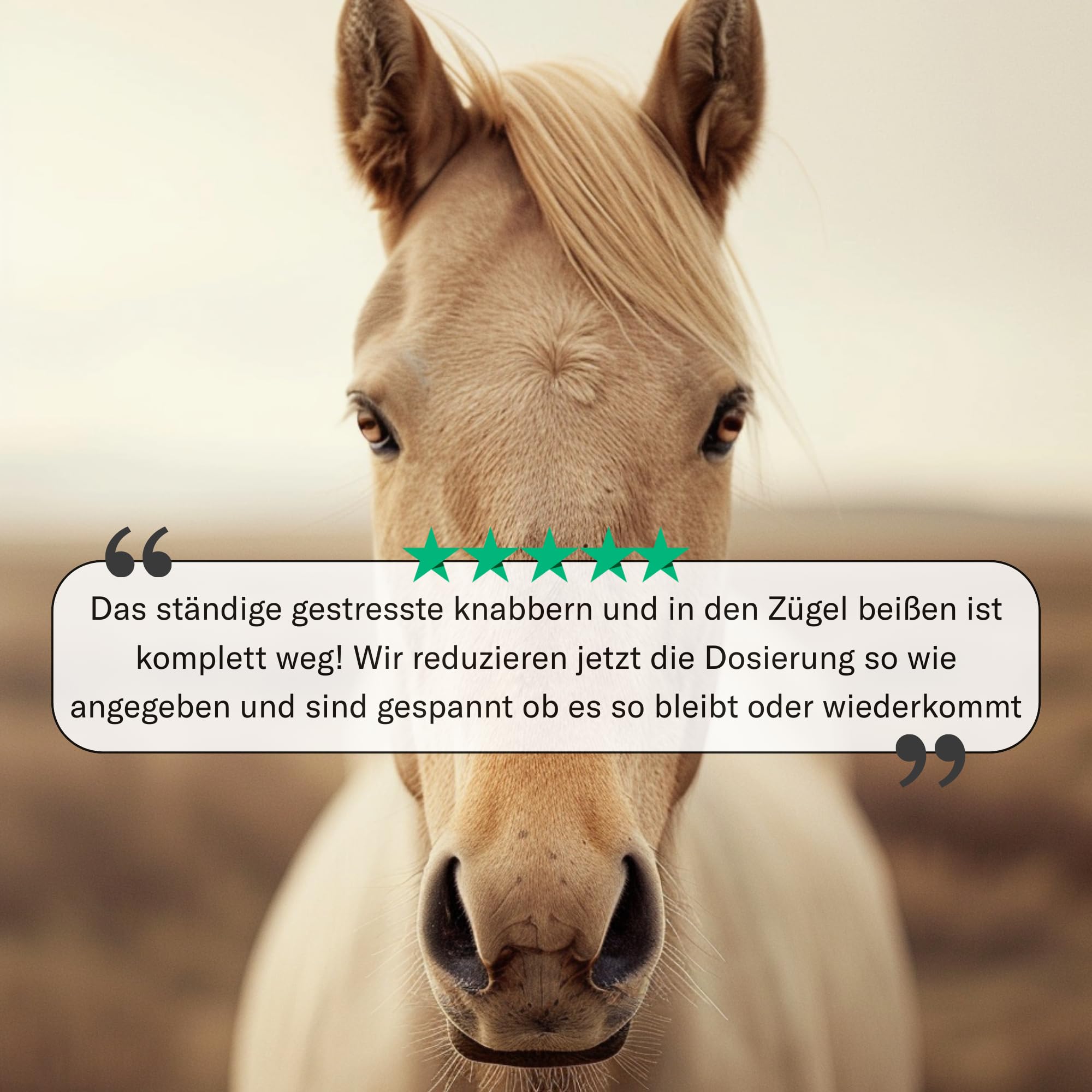 Feelings Control Pferd - Beruhigungsmittel für Pferde bei Angst, Stress & Unruhe - natürliches Anti-Stress Ergänzungsfutter bei Reisen, Training & Turnieren - 180 Tabletten à 1000 mg