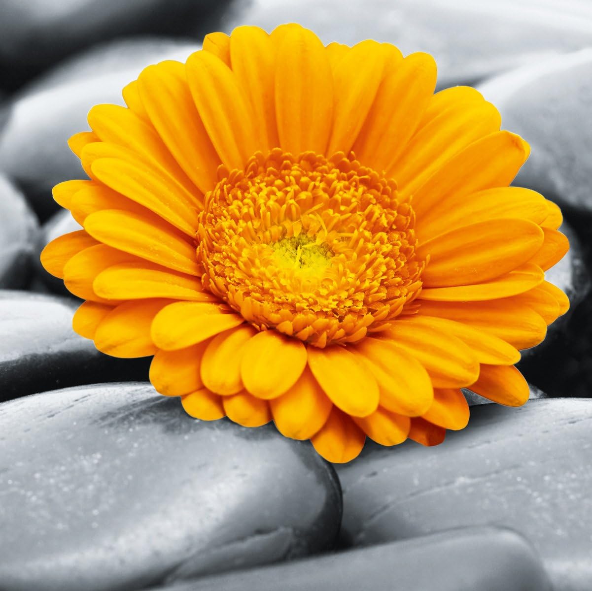 Platin Art Deco Glass Wall Decor Art on Glass Grey Spa Stones, 20by 20Inch