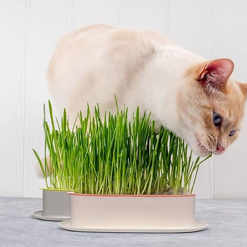 Miniatura 8 de Alipis Kit de cultivo de hierba para gatos, maceta hidropónica de hierba para gatos, bandeja para brotes de hierba para gatos, kit de jardín para