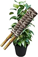 Kit 02 Tutor Planta Trepadeiras Fibra De Coco Natural 40 Cm