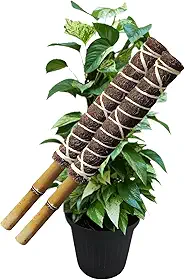 Kit 02 Tutor Planta Trepadeiras Fibra De Coco Natural 40 Cm