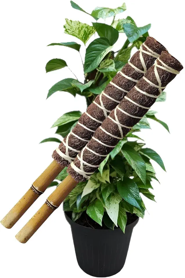 Kit 02 Tutor Planta Trepadeiras Fibra De Coco Natural 40 Cm