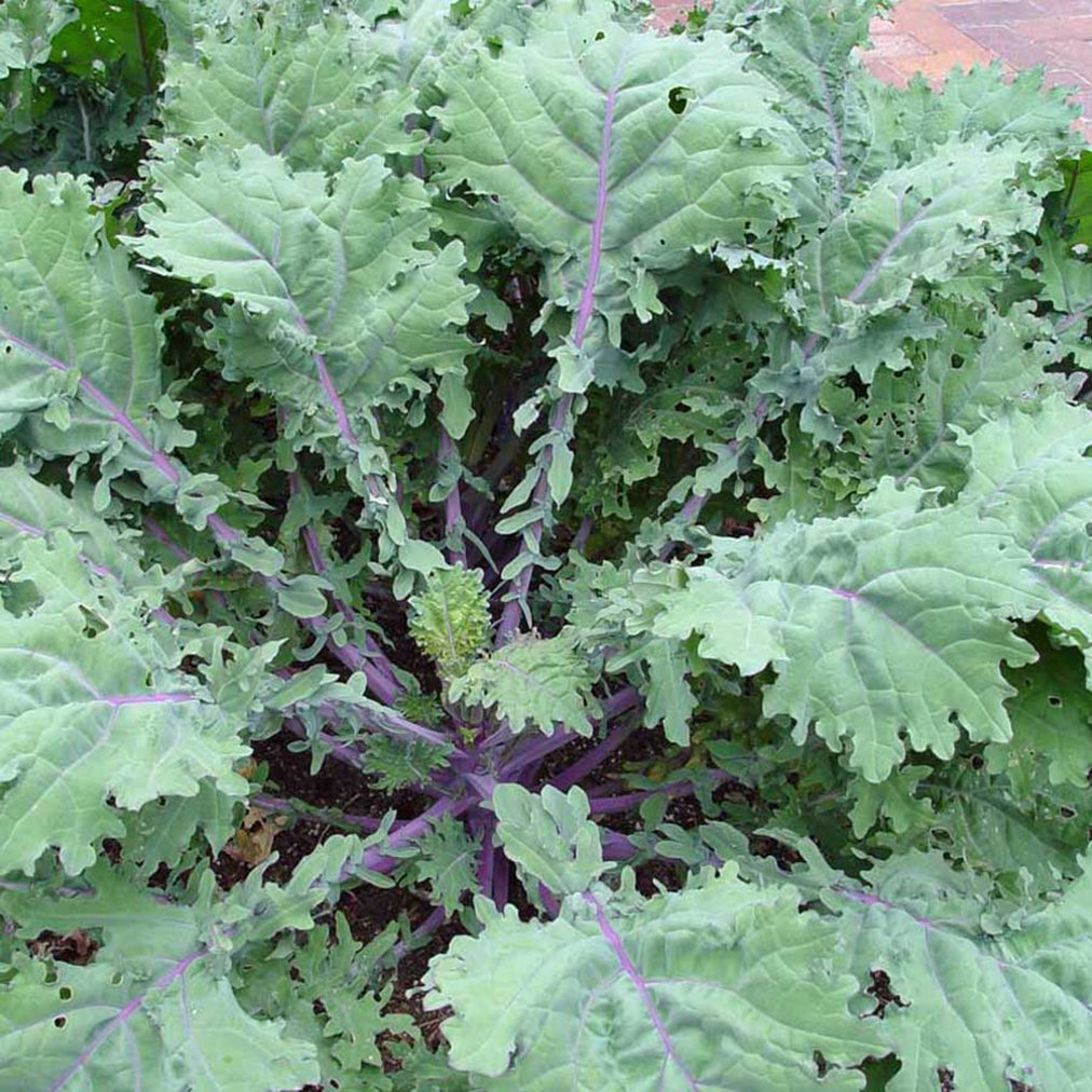National Gardens Red Russian Kale Vegetable Seeds (B094YKGVB1) Amazon Price History, Amazon Price Tracker