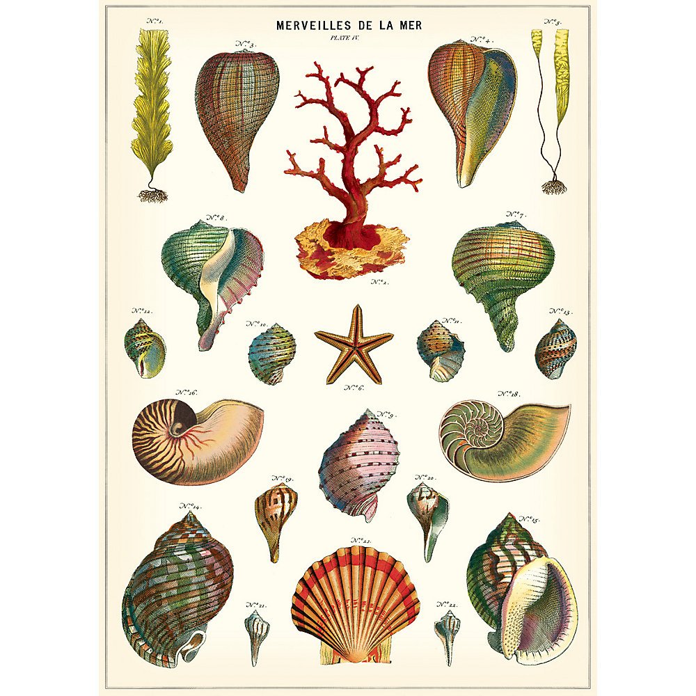 Cavallini Decorative Paper - Marveilles de La Mer 20"x28" Sheet