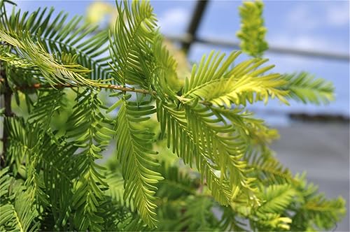 Miniatura 3 de Semillas de árboles de plantas raras 30+ Semillas de secuoya del amanecer (Metasequoia glyptostroboides)