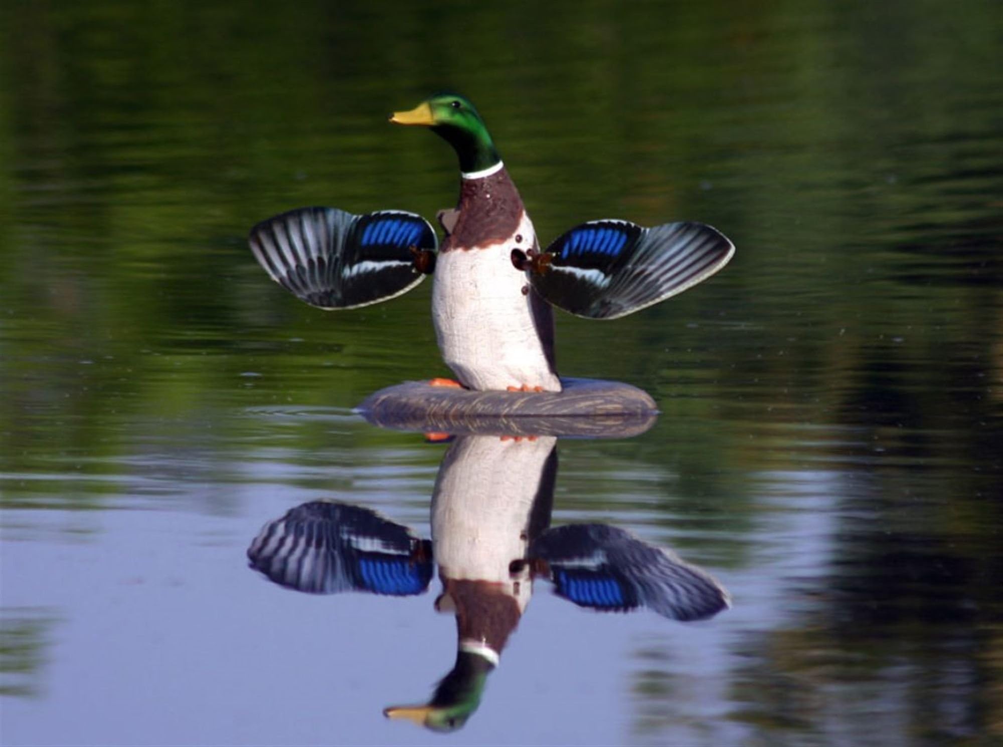 Higdon Mallard Drake 6V Floating Flasher 2