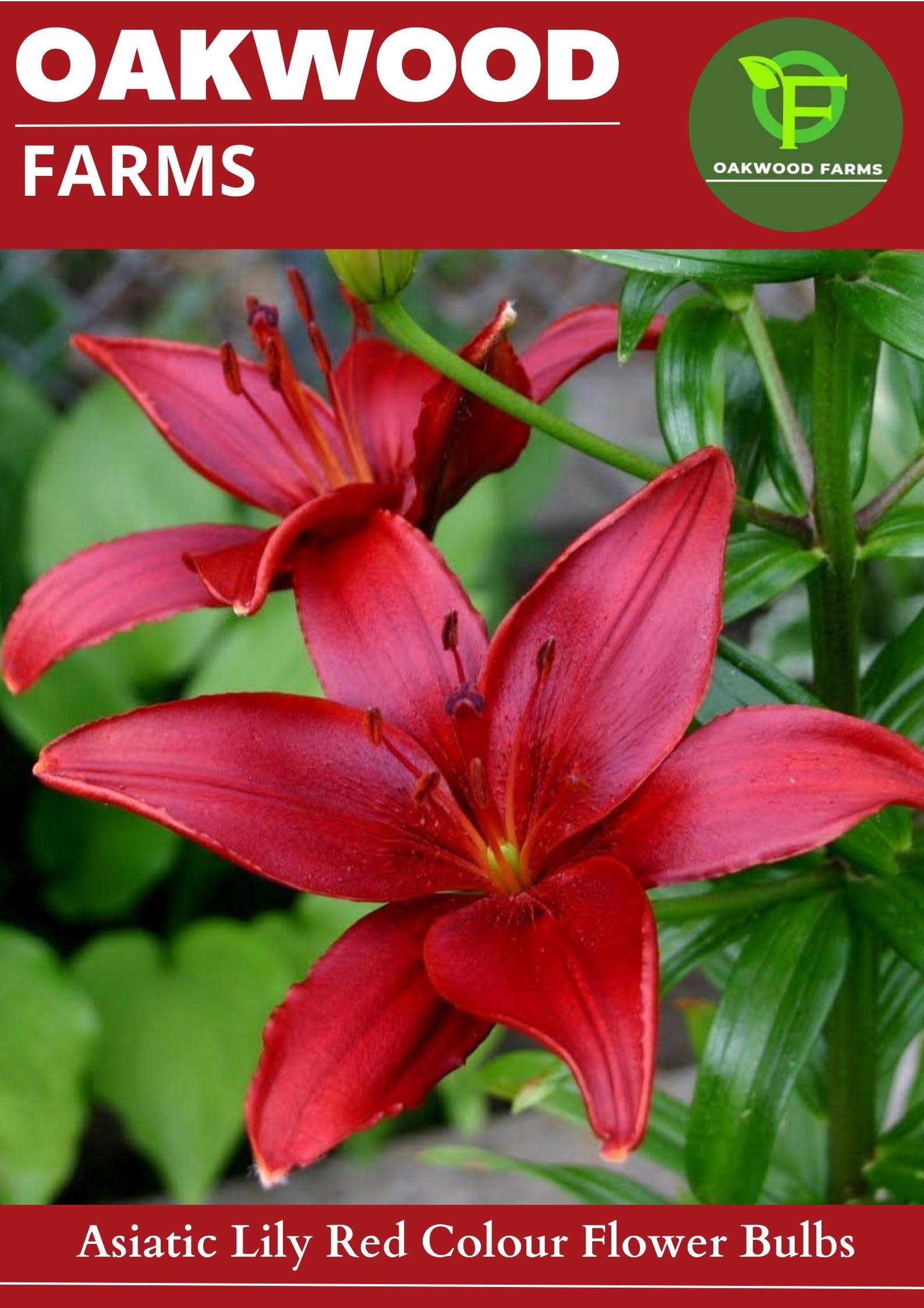 Oakwood Farms® Imported Red Color Asiatic Lily/Lilies/Lilium Flower Bulbs For Gardening (Pack Of 2 Bulbs) (B0CD2N56ZW) Amazon Price History, Amazon Price Tracker