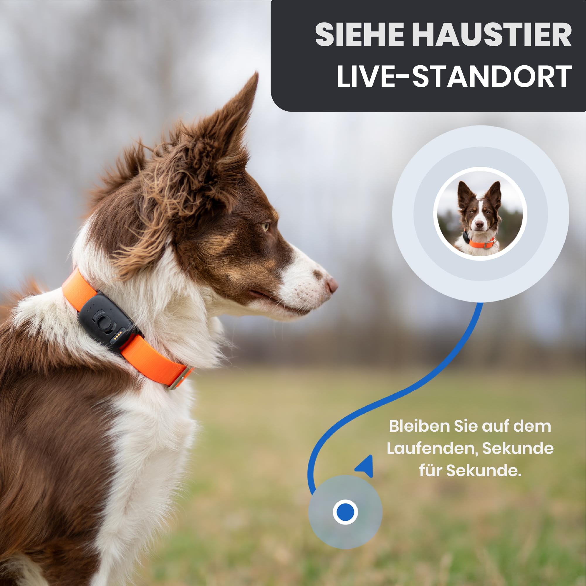 MiniFinder Atto Pro GPS Tracker Hund Echtzeit-Ortung, Hunde GPS Tracker mit integrierter SIM Virtuellem Zaun Escape-Alarm, Wetterfest 35h Akku GPS Ortung Haustier