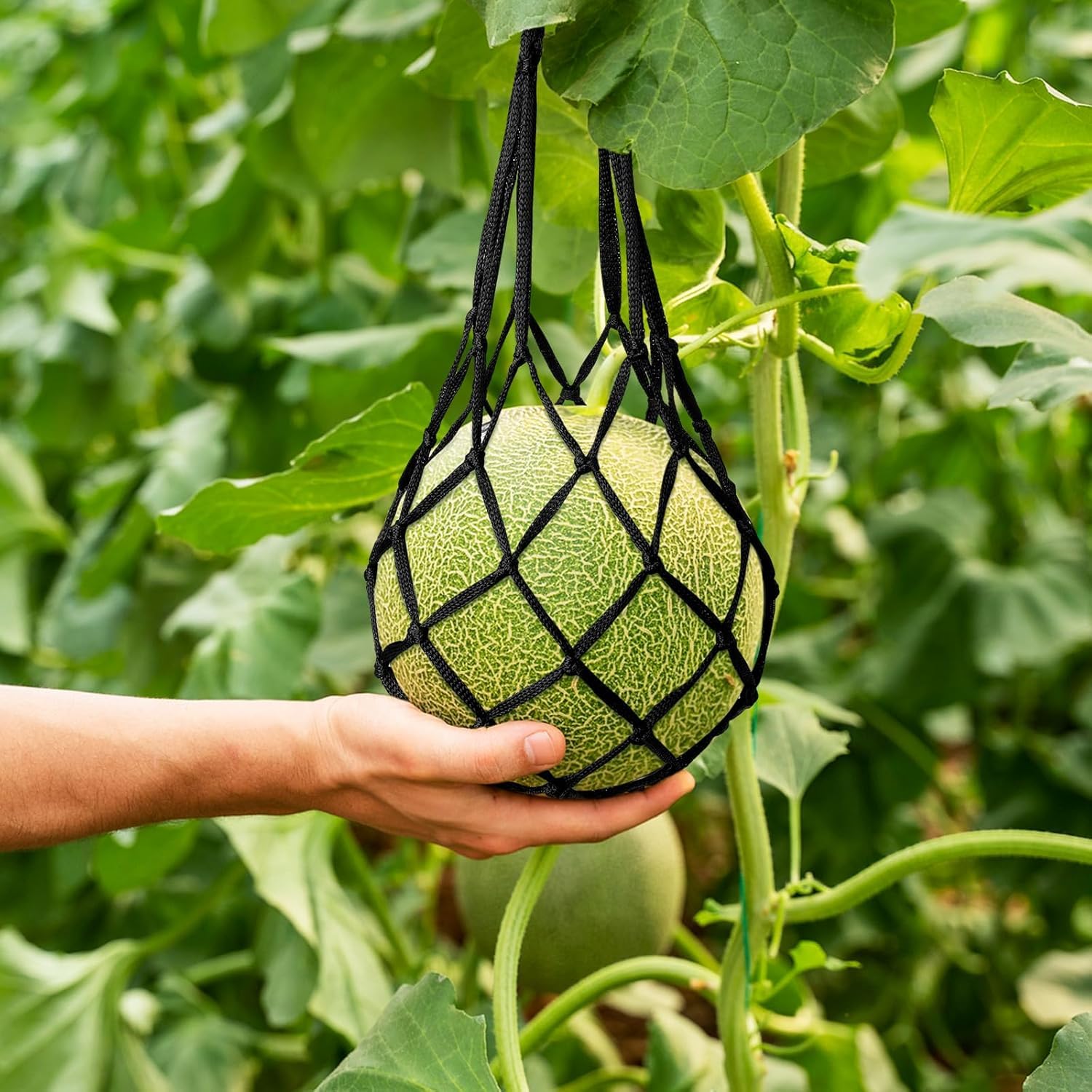melonen hängematte Melonen-Hängematte, Wassermelonennetze, Melonen-Wiege für den Garten, um ein Herunterfallen zu verhindern, robuste Wassermelonen-Netztasche für den Anbau von Cantaloupe Kürbis im vertikalen Garten Garten Type_Longsword / Broadsword The best MTB trails Größe:DXL