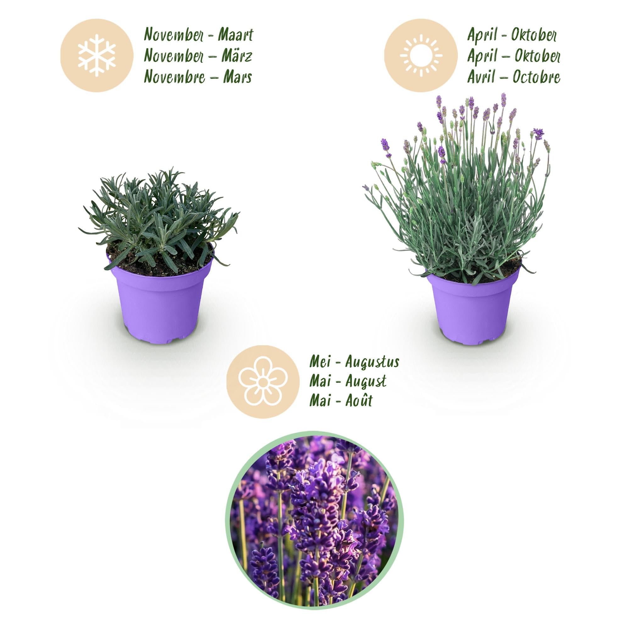 GreenboutiQ - Gartenpflanze - Lavandula angustifolia Munstead - Lavendel - Winterhart - Lila - 18 Pflanzen - Topf 12cm - Höhe 15-25cm