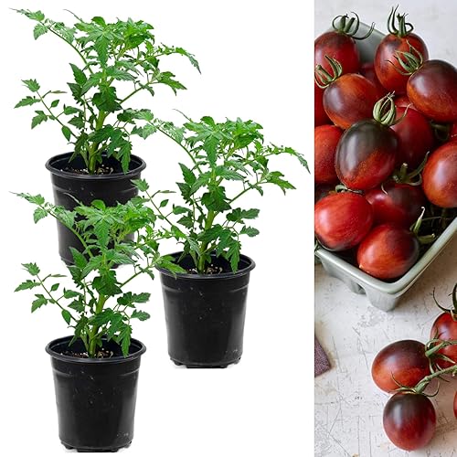 Carbeth Plants - Tomato Plant Black Moon 3 x 9cm