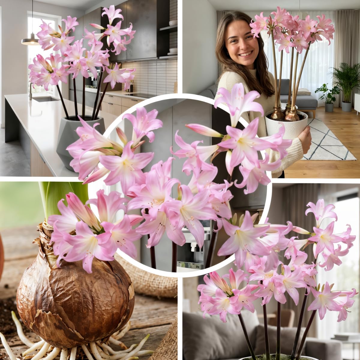 Amaryllis Zwiebel Belladonna – 1 Blumenzwiebel, aus Holland