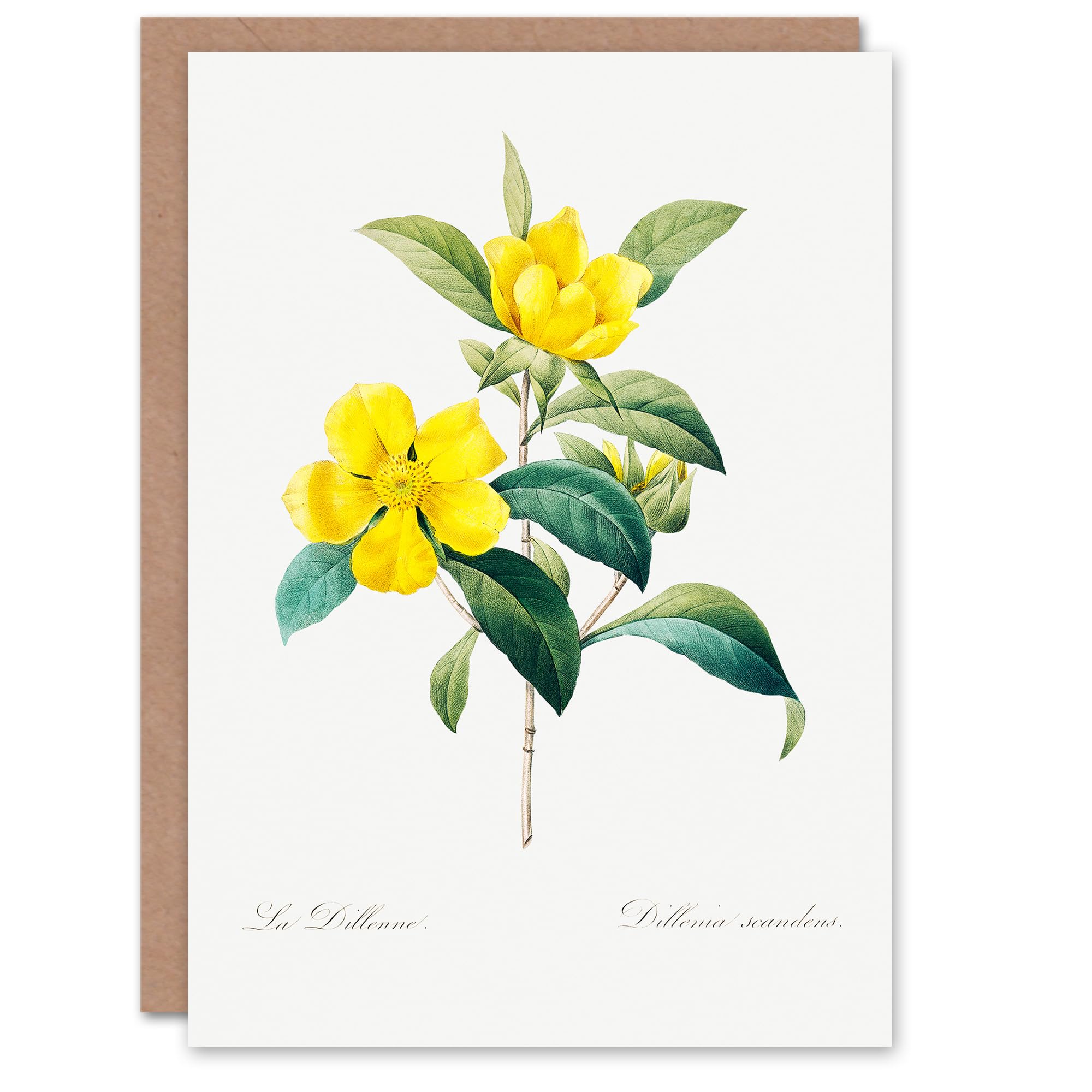 Artery8 Pierre-Joseph Redouté Art Card Golden Guinea Vine Flowers