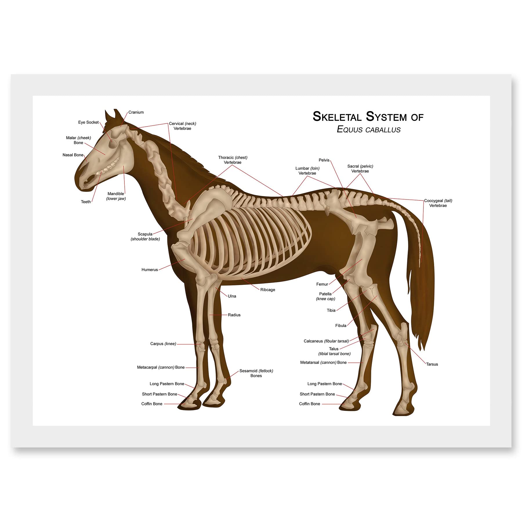 Artery8 Horse Anatomy Diagram Vets Animals Skeleton Bones A4 Artwork Framed Wall Art Print