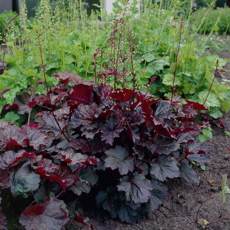 Coral Bells Palace Purple Heuchera Seeds, Perennial Flower Seeds for Borders, Containers, Ground Covers & Rock Gardens (100 Seeds)