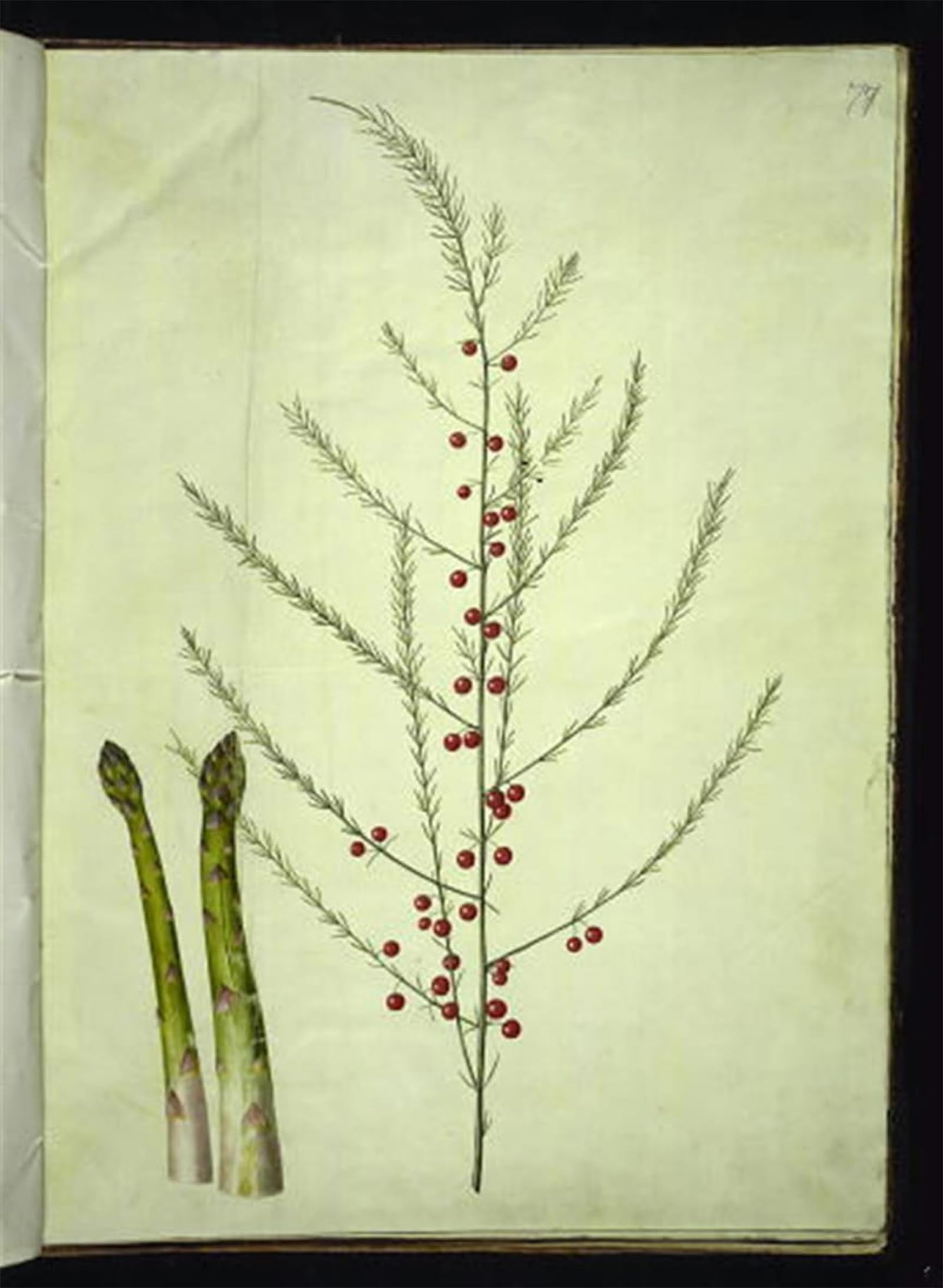 SERENDIPITP Retro Picture Poster Wall Art Pictures Painting Asparagus Officinalis by Hans Simon Holtzbecker Wall Art Canvas Print for Wall Decor 60x90cm