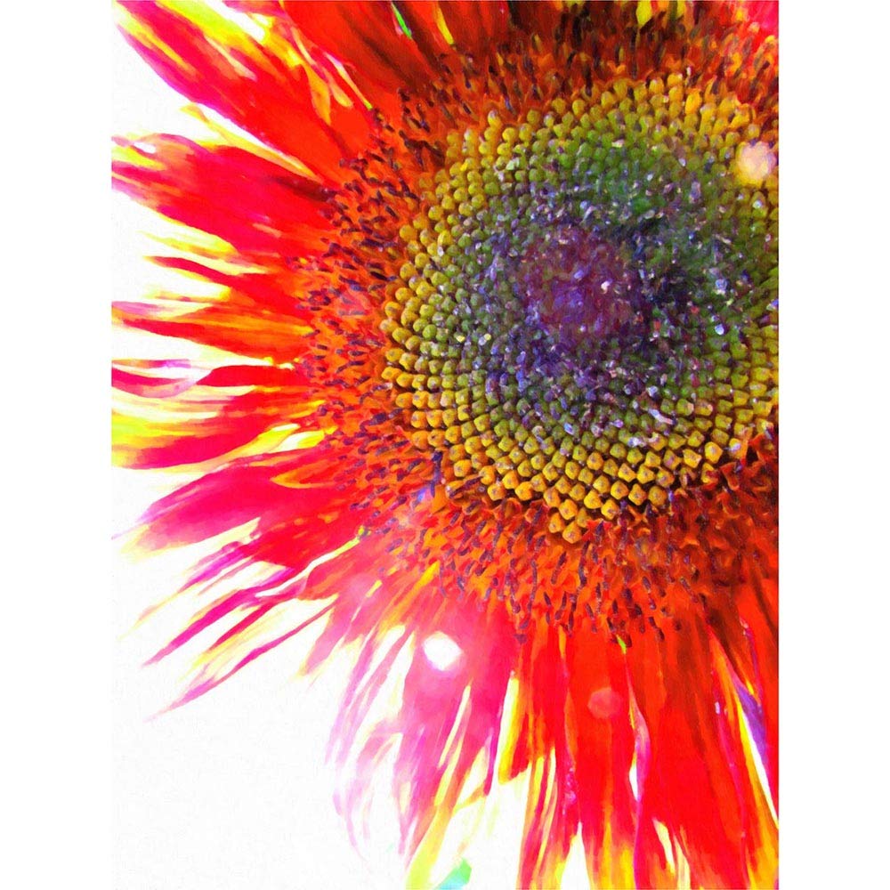 Wee Blue Coo Red Sunflower Head Close Up Art Print Poster Wall Decor 12X16 Inch