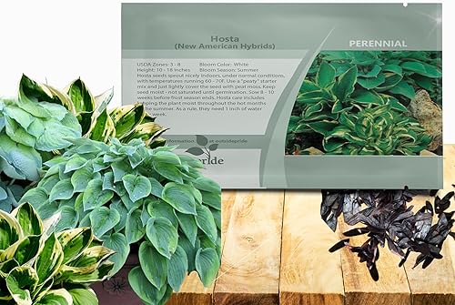 Outsidepride Hosta American Seeds - 100 unidades. Perenne, fácil de cultivar y de bajo mantenimiento, semillas de flores para plantar follaje mixto