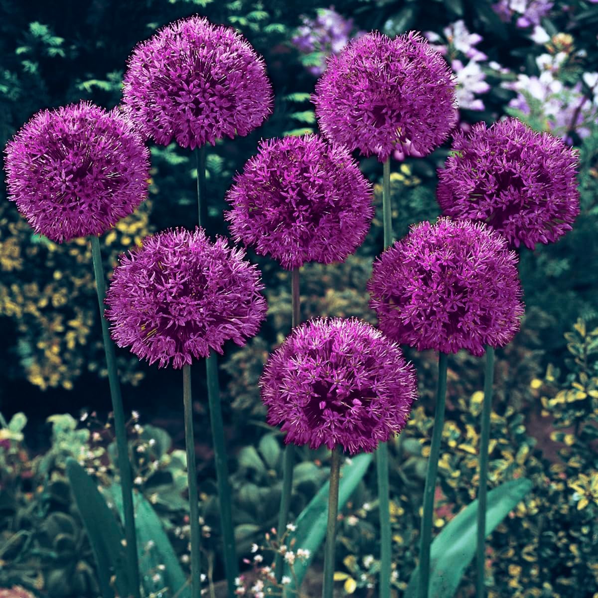 BRECK'S - Purple Sensation Allium Spring Flowering Bulbs - Each Offer Includes 25 dormant Bulbs - Due to restrictions Can't Ship to ID or WA