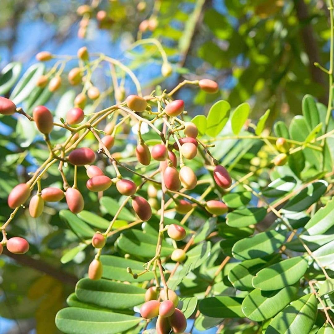 M-Tech Gardens Rare Paradise Tree Medicinal Tree Plant (Simarouba glauca, Lakshmi Tharu) Exotic 1 Live Medicinal Plant (B07YL474TV) Amazon Price History, Amazon Price Tracker