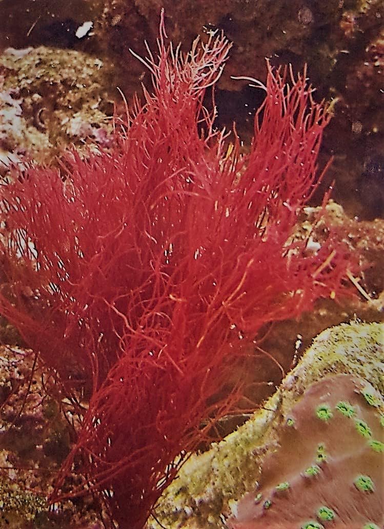 Generic Live Red Parvispora Gracilaria Macro Algae Reef Refugium Saltwater Plant Marine