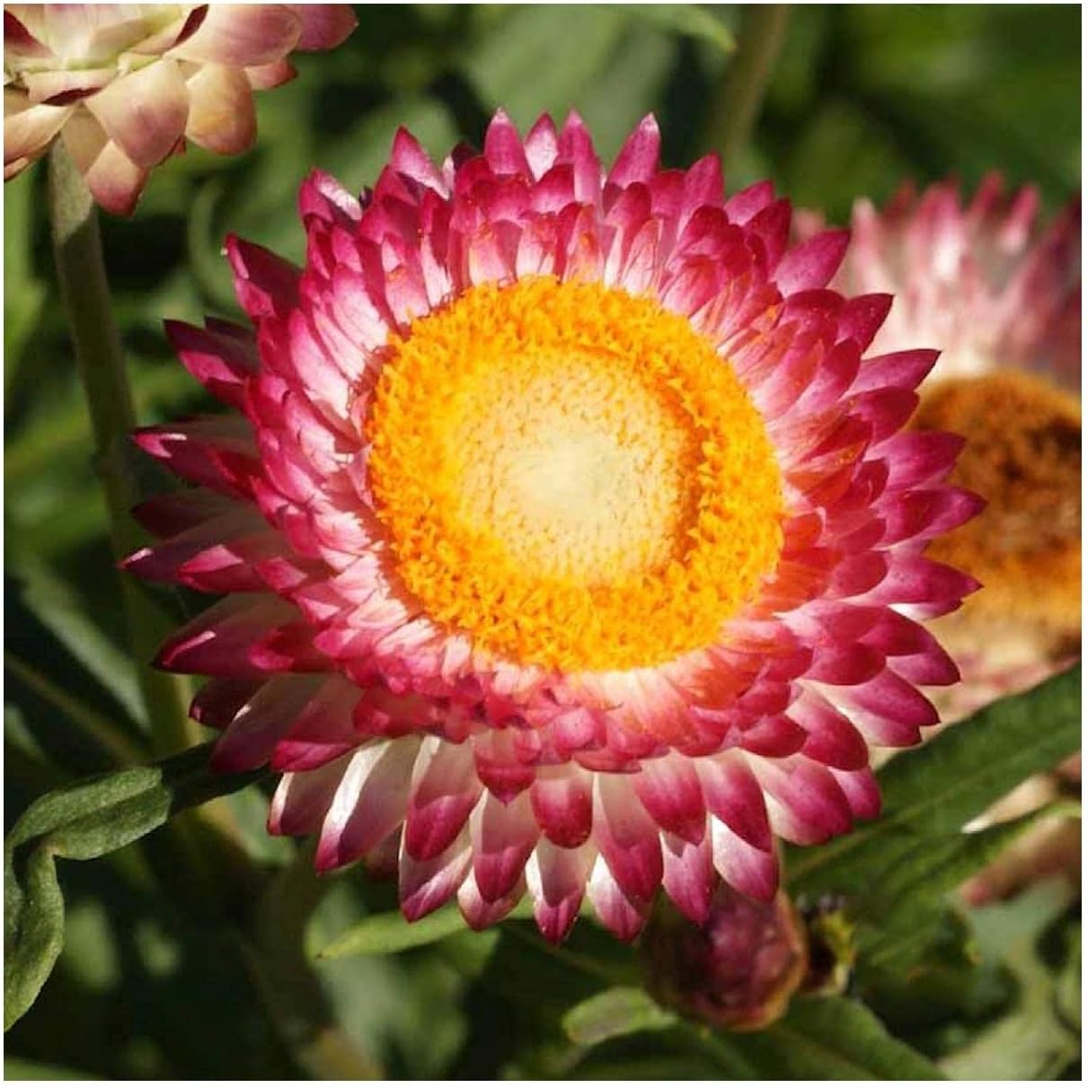 Everwilde Farms - 1/4 Lb Strawflower Wildflower Seeds - Gold Vault