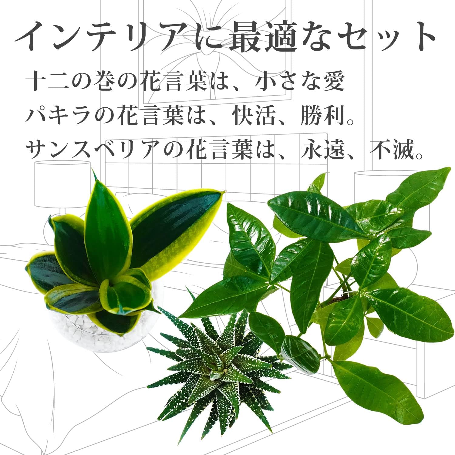 サンスベリア 十二の巻 3鉢セット 白砂利 ガラスボール 土を使わず衛生的 観葉植物 本物 ミニ ハイドロカルチャー お洒落 【ハリツルマサキ】
