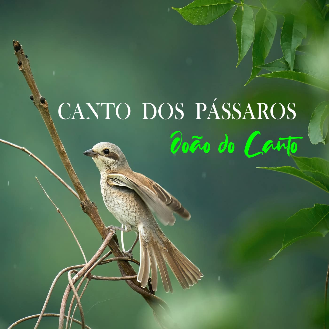 Cantos dos Pássaros de João do Canto