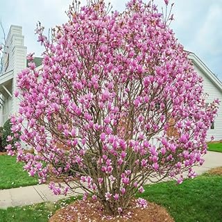 Jane Magnolia Live Flowering Plant | 2.5" Pot | Cold-Hardy Late-Spring Bloomer with Large Tulip-Shaped Flowers | Well-Rooted Starter Plant